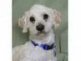 Adopt VESPA a Poodle (Miniature) Mixed dog in Pt. Richmond CA (