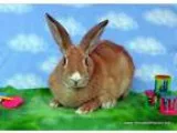 Adopt Amanda a Bunny Rabbit