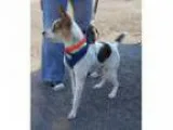Adopt Jax a Jack Russell Terrier
