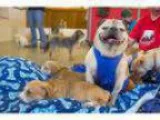 Adopt Poncho a Pug