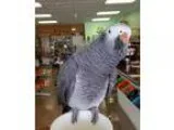 Adopt Sparkles a Gray African Grey bird in Tampa FL (15667210)