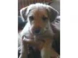 Adopt Gala a Terrier