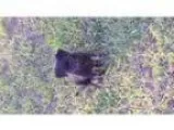 Adopt Leia a Black Miniature Pinscher Mixed dog in Spring TX (
