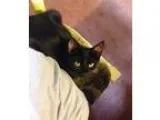 Adopt Coraline a American Shorthair