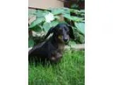 Adopt Toby in his cart a Dachshund
