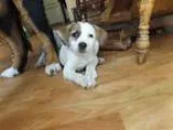 Female Yorkshire Terrier Ready Now 281-603-6363