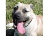 Adopt Scooby a Terrier Boxer