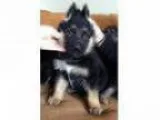Gener German Shepherd puppies for adoption