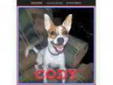 Adopt Cody a Jack Russell Terrier Basenji