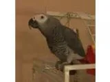 Adopt Beaker a Gray African Grey bird in Tampa FL (15674254)