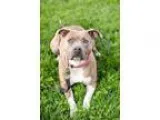 Adopt Venus a Brindle - with White American Pit Bull Terrier  Mi