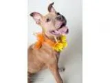 Adopt THEA a Pit Bull Terrier  Mixed dog in Sacramento CA (15683