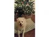 Adopt Frost a White American Eskimo Dog  Mixed dog in Fort Wayne