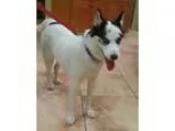 Adopt Ranger a White - with Black Siberian Husky  Mixed dog in C