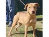 Adopt Sandy a Labrador Retriever