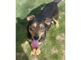 Adopt Reece a Shepherd