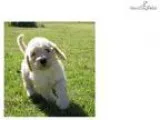 Adorable Goldendoodle Puppy Puppies