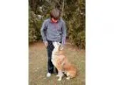 Adopt Jasper a Husky