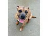 Adopt Angel a RedGoldenOrangeCh estnut - with White American Sta
