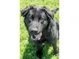 Adopt Molly a Black Labrador Retriever  Mixed dog in Wilmington 