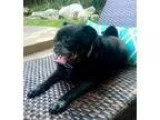 Adopt TJ a Black - with Gray or Silver Pug  Mixed dog in Grapevi