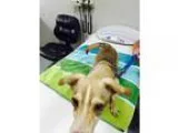 Rajie Dog Husky