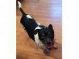 Adopt Jimmy a Rat Terrier Dachshund