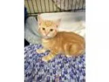 Adopt Randall a Orange or Red Tabby Domestic Shorthair (short co