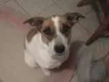 Adopt Penne - Special Needs a Beagle