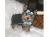 shorkie puppies ready to go