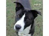 Adopt Norma a Black - with White Border Collie  Shepherd (Unknow