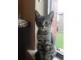 Adopt MIKA-WISE RACCOON a Gray Blue or Silver Tabby Domestic Sho