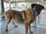 SKEETER-see video - Male Pointer Mix