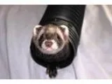 Adopt Hershey a Ferret