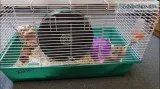 Teddy Bear Hamster NEED a New Home FAST