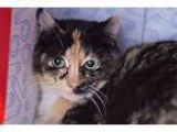 Adopt Maybelle a Calico or Dilute Calico Calico (short coat) cat