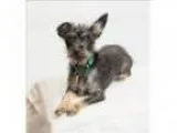 Adopt Carmen Sandiego a Terrier Dachshund