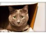 Adopt Winnie a Domestic Short Hair