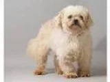 Adopt ROCKY a Cockapoo Mixed dog in Pt. Richmond CA ()