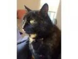 Adopt Arsula a Tortoiseshell Domestic Shorthair  Mixed (short co