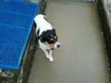 Adopt Puddin a Jack Russell Terrier