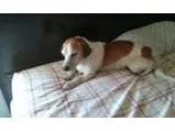 Adopt Big Daddy a Beagle
