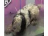 Adopt Forrest a White - with Black Havanese  Poodle (Miniature) 