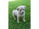 Adopt Milo a TanYellowFawn Miniature Pinscher  Terrier (Unknown 