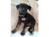 Adopt Ponyboy a Black - with Gray or Silver Terrier (Unknown Typ