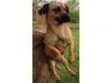 Adopt Nina (courtesy listing) a TanYellowFawn - with Black Pug  