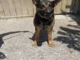 Adopt LUCKY a German Shepherd Dog  Mixed dog in Toronto ON (1566