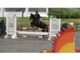 jumper gelding for sale