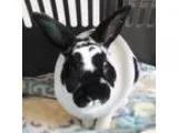 Adopt Benjamin and Hannah a Black Mini Rex  Mixed (short coat) r
