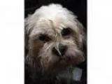 Adopt Rocky a Shih Tzu Lhasa Apso
